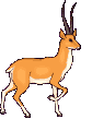 gazelle_1.gif