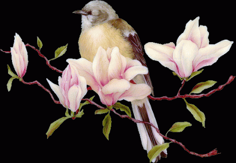 pislogo_madar.gif