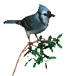 vogel201.gif